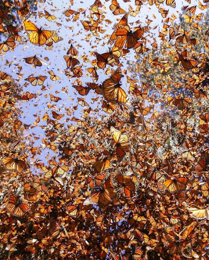 Monarch Butterfly Wallpapers Screen 3