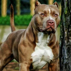Wallpapers Pitbull Dog HD 4K - Apps on Google Play