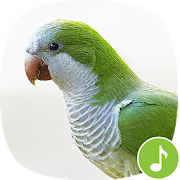 Top 20 Music & Audio Apps Like Appp.io - Parrot sounds! - Best Alternatives