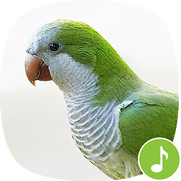 Icon image Appp.io - Parrot sounds!