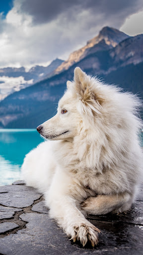 Android application Wolf Wallpapers screenshort