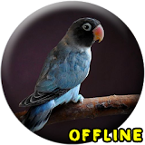 Masteran Lovebird Paud Ngekek Panjang MP3 icon