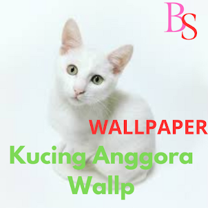 Kucing Anggora Wallp