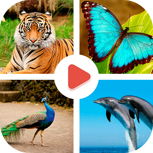 Animals Learning logo
