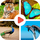 Animals Learning - Animals for Kids Télécharger sur Windows