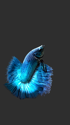 Betta Fish 3D Pro - Apps on Google Play