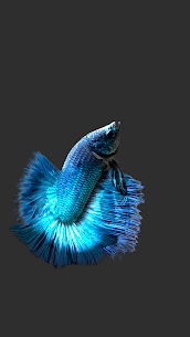 Betta Fish 3D – 3D Live Wallpaper APK v2.0.7 2