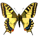Atlas of Czech Butterflies icon