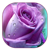 Purple Rose Live Wallpaper icon