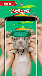 Captura de Pantalla 1 Bulldog Wallpaper android