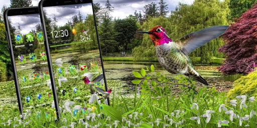 Live 3D HummingBird Theme