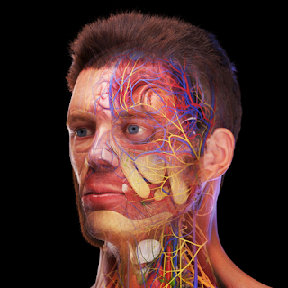 Human Anatomy: Male 3D