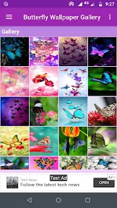 Butterfly Wallpaper Gallery