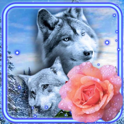 Wolves Roses Live Wallpaper  Icon