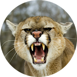 Cougar & Mountain Lion Sounds icon