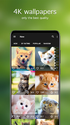 Screenshot of Cat Wallpapers & Cute Kittens