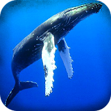 Blue Whale Mission Bomb Plant icon