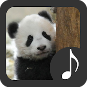 Top 20 Entertainment Apps Like Panda Sounds - Best Alternatives