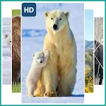 Cover Image of 下载 Polar Bear Wallpaper 1.0 APK
