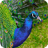 Peacock Live Wallpaper icon