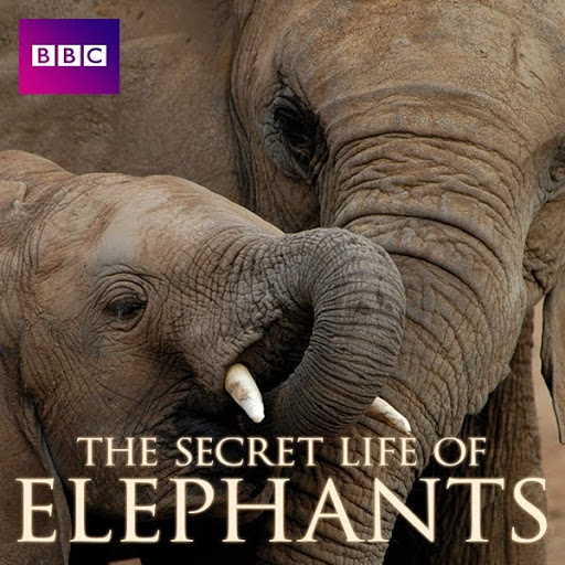 The Secret Life of Elephants Season 1 TV on Google Play