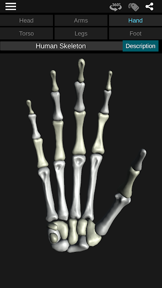 Osseous System in 3D (Anatomy) 3.5.4 APK + Mod (Unlimited money) إلى عن على ذكري المظهر