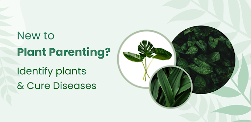 Plant Identifier - Plant Care