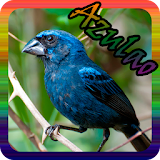 Pássaros Azulão Mp3 icon