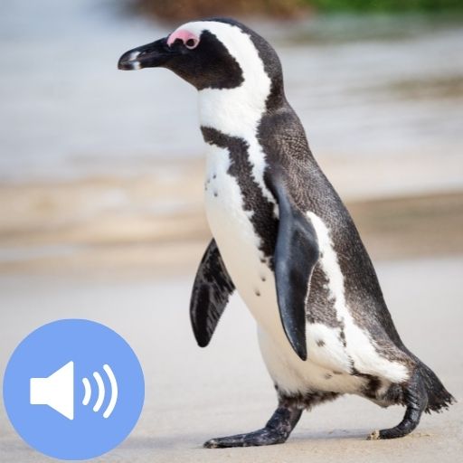 Penguin Sounds and Wallpapers تنزيل على نظام Windows