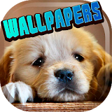 cute wallpapers dogs icon
