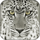 Snow Leopard Live Wallpaper icon