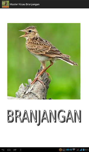 Android application Master Kicau Branjangan screenshort