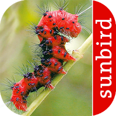 Caterpillar Id USA East Coast Apps on Google Play