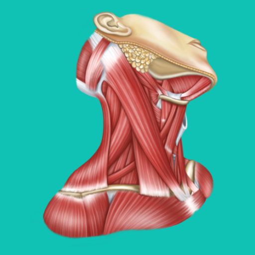 Easy anatomy. Medical atlas  Icon