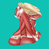 Easy anatomy. Medical atlas icon