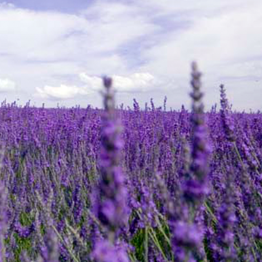 Lavender Live Wallpaper logo