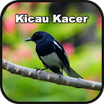 Cover Image of Download Kicau Kacer Gacor Ngerol 1.1 APK