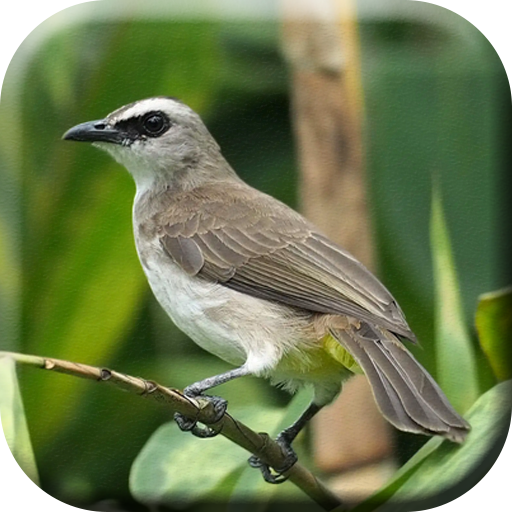 Kicau Burung Trucukan Masteran logo