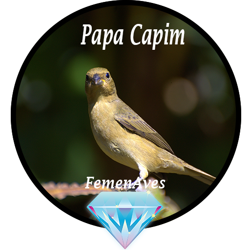 Canto Fêmea de Papa Capim 1.1 Icon