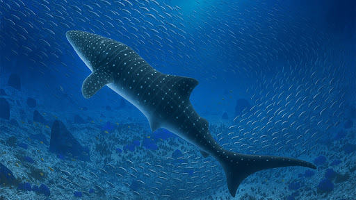 The Whale Shark 21