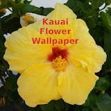 Kauai Flower Wallpaper icon