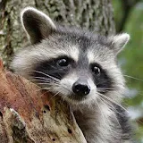 Raccoon Wallpapers icon