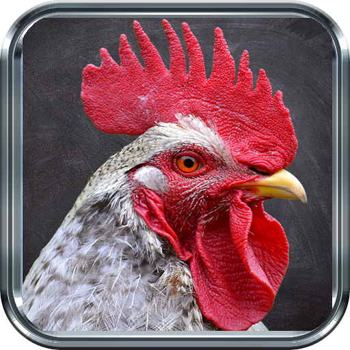 Imágenes de Gallos - Aplicaciones en Google Play