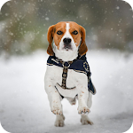 Cover Image of Télécharger dog harness  APK