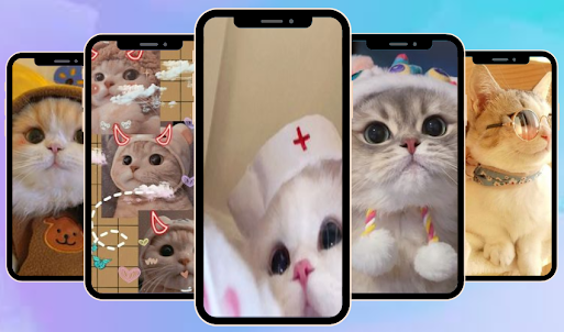 Cute Cat Wallpaper 4K