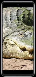 Crocodile phone wallpapers
