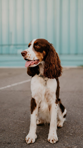 Android application English Springer Spaniel screenshort