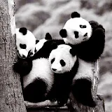 Panda wallpaper icon