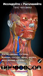Anatomy Learning - 3D анатомия
