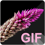 Flowers Live (GIF) Wallpapers icon